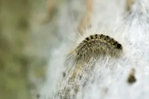 La processionaria pini è una delle specie più dannose per i boschi di conifere.