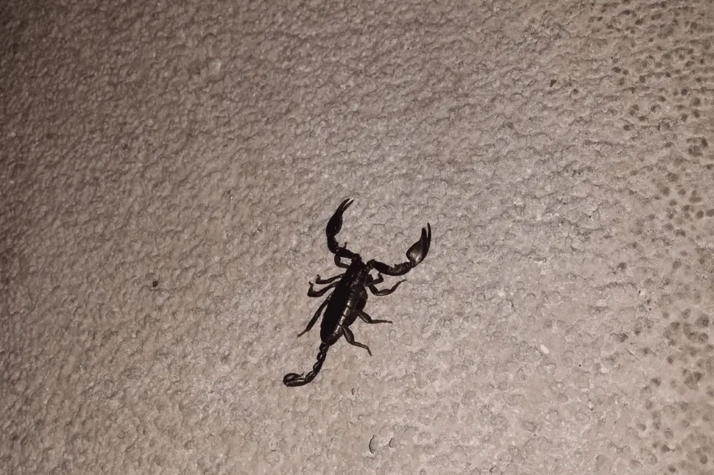 disinfestazione scorpioni in casa