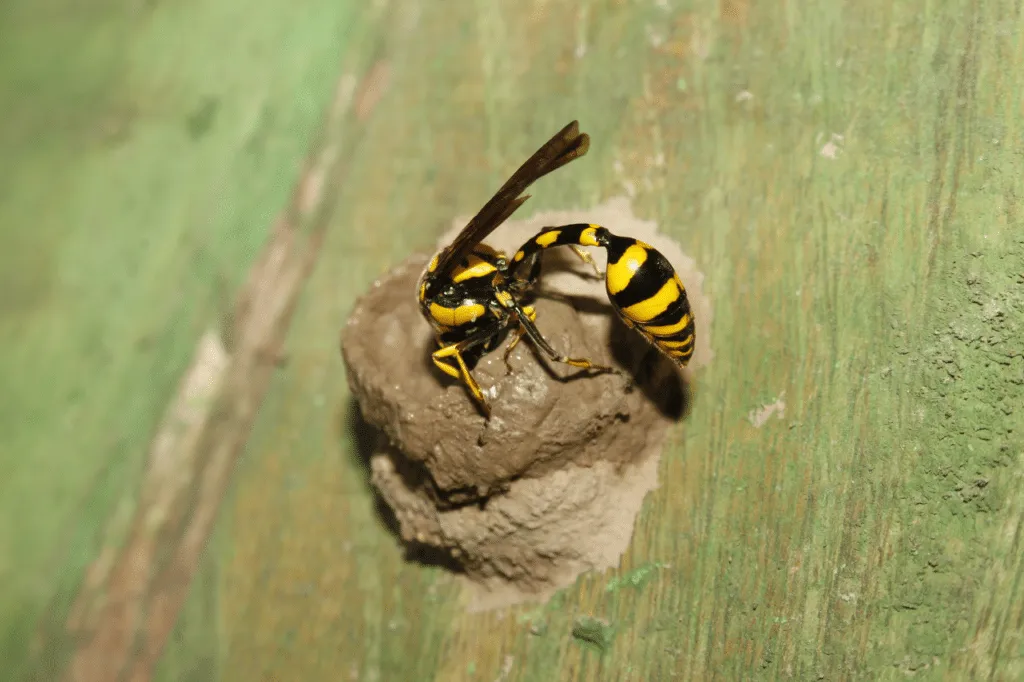 vespe doppie