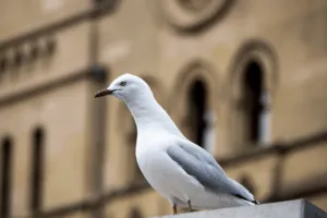 deterrente per gabbiani
