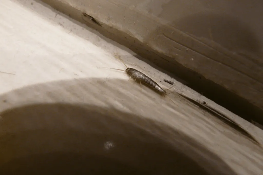 pesciolino d'argento sul letto