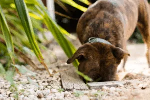 topi di campagna e cani
