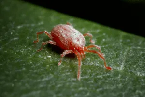 acaro trombicula