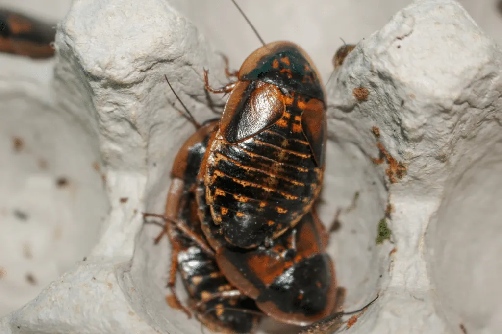 Tre piccoli esemplari di cuccioli di blatta
