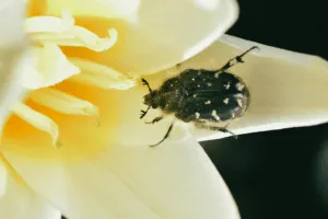 insetti primaverili nelle abitazioni insetti primaverili nelle abitazioni