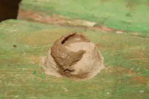 nidi di fango vespe muro esterno