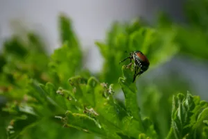 popillia japonica rimedi popillia japonica rimedi