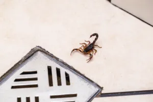 scorpioncino in casa scorpioncino in casa