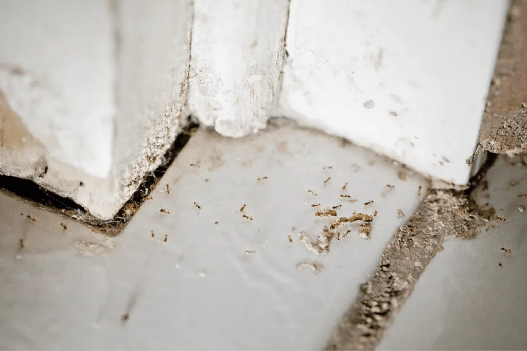 Battiscopa infestato