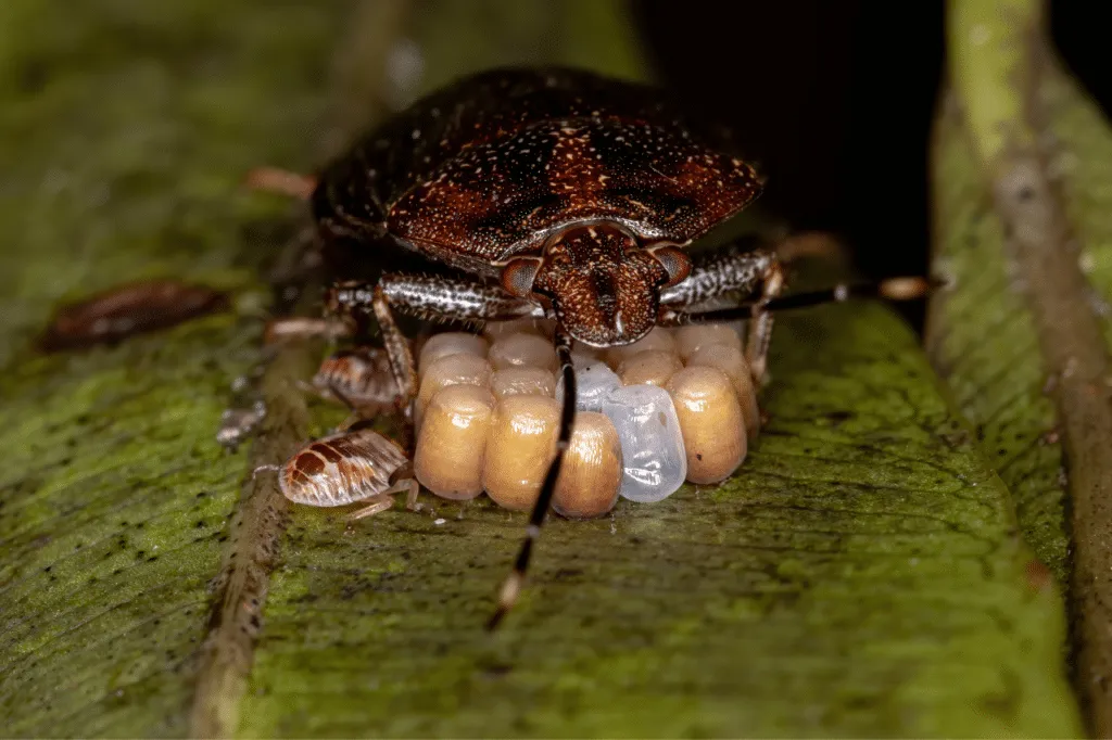uova cimice