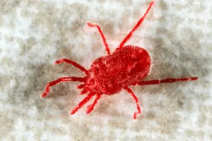 disinfestazione acari casa