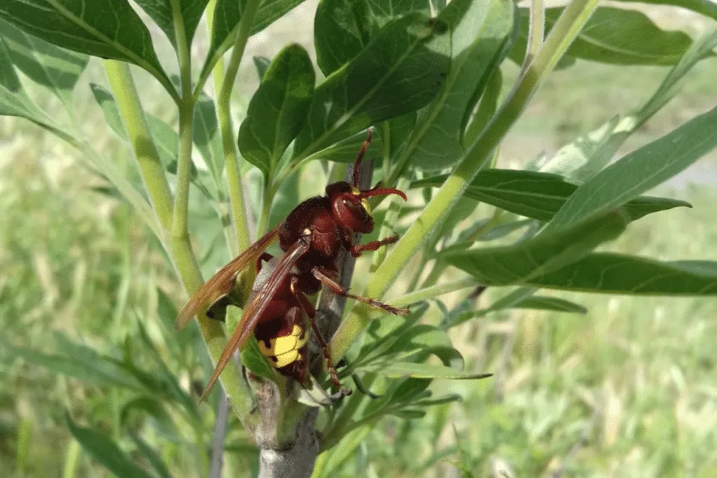 Vespa Orientalis poggiata sul ramo di una pianta