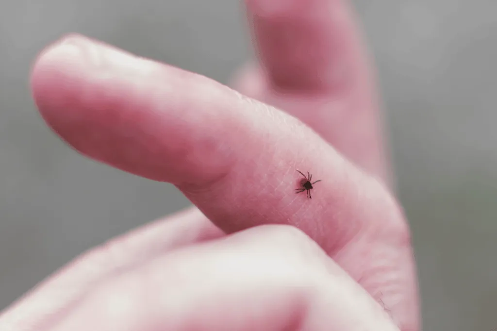 come riconoscere una zecca sulla pelle