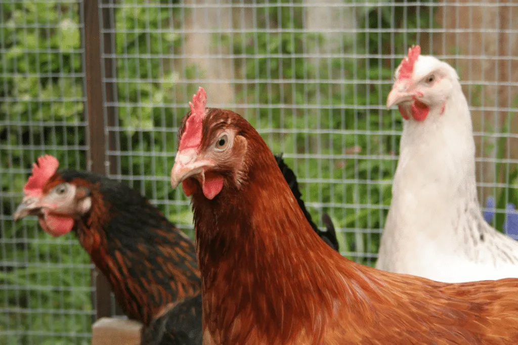 acaro rosso galline