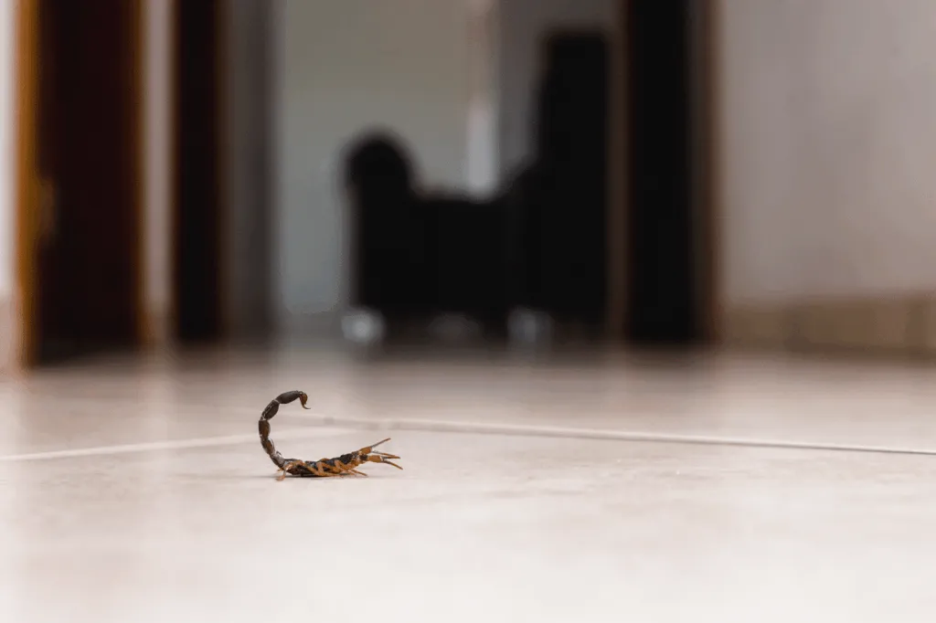 veleno per scorpioni