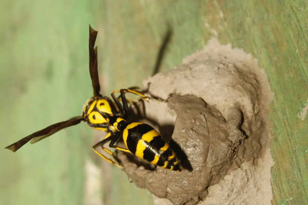 vespe vasaie
