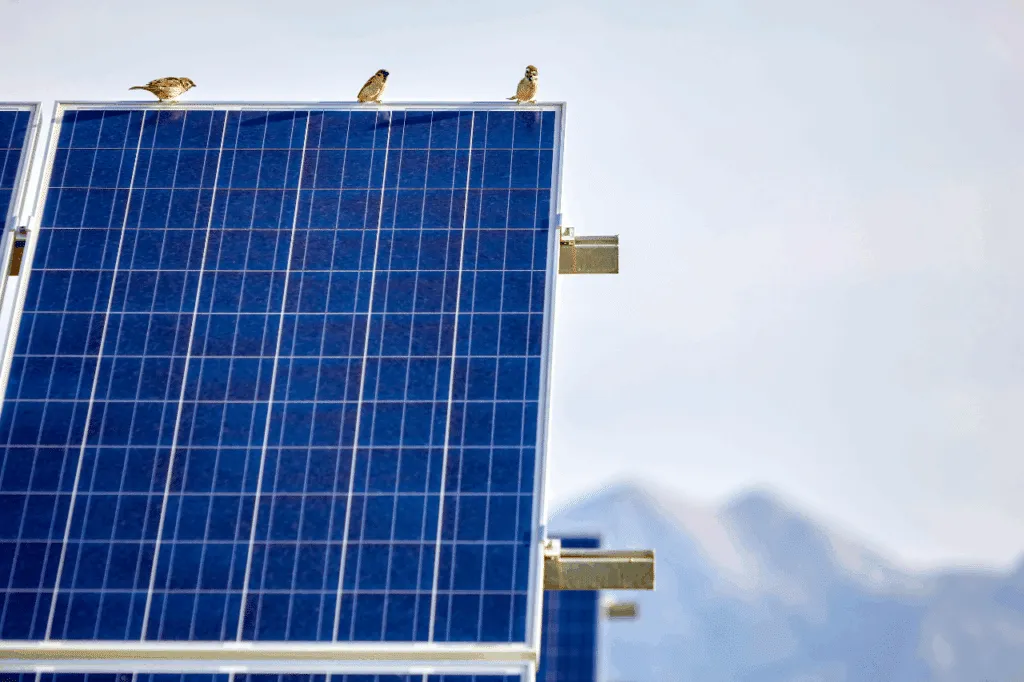 piccioni sotto pannelli fotovoltaici