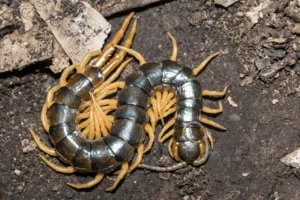 disinfestazione scolopendra millepiedi disinfestazione scolopendra millepiedi