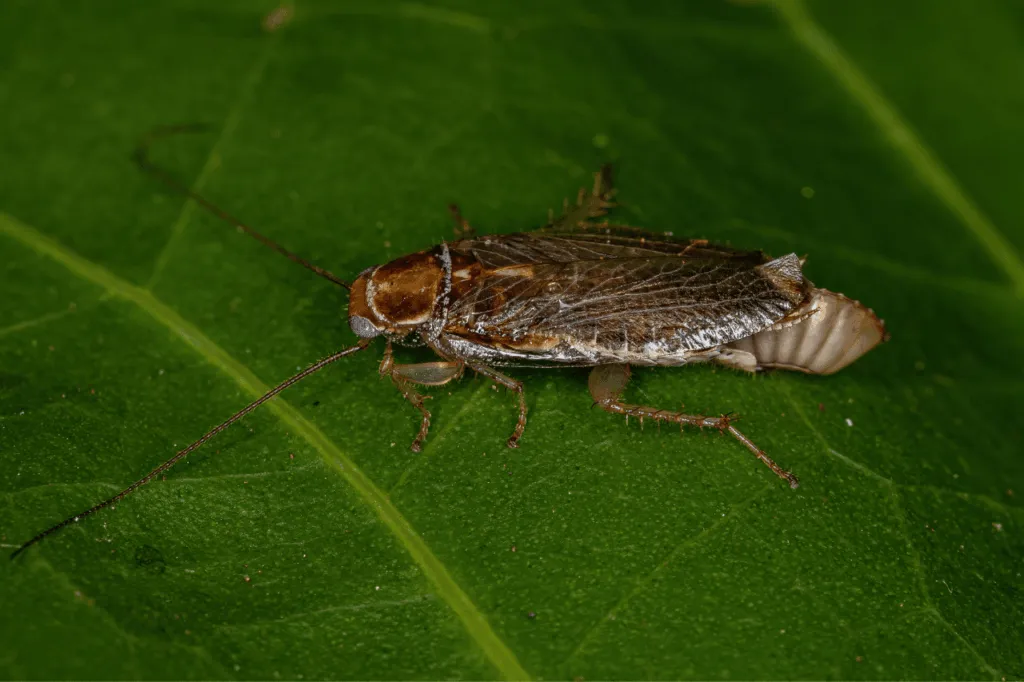 Blatta femmina con un uovo su una foglia verde