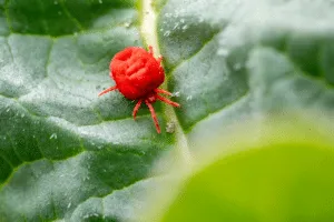 acari trombiculidi