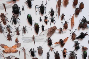 insetti primaverili cosa fare insetti primaverili cosa fare