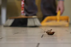 cosa fare se si sospetta un nido di scarafaggi cosa fare se si sospetta un nido di scarafaggi