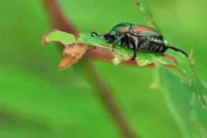 larve popillia japonica larve popillia japonica
