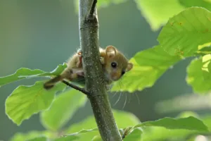 ghiro nel sottotetto ghiro nel sottotetto