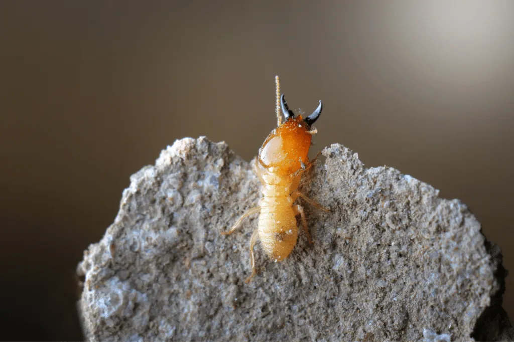Esemplare di termite del legno