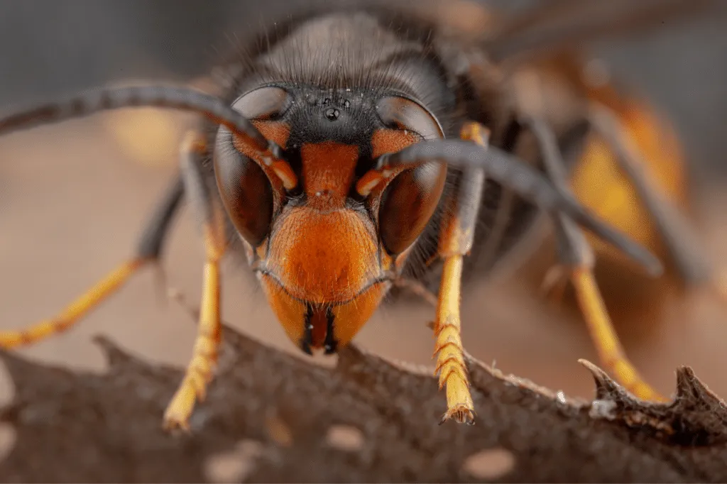 la vespa velutina