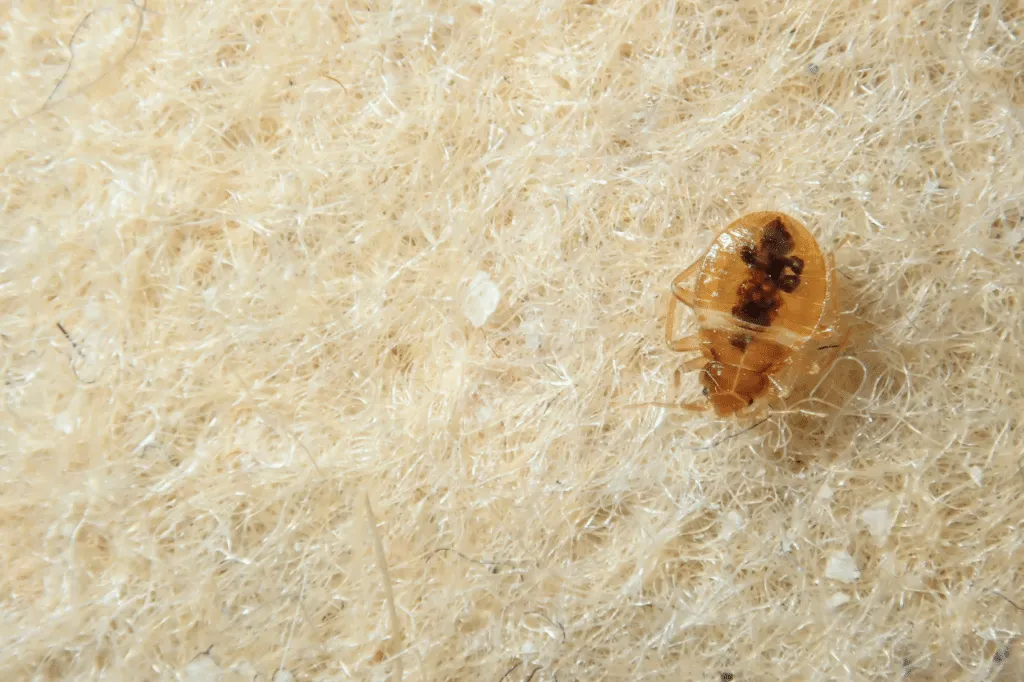 cimice uova