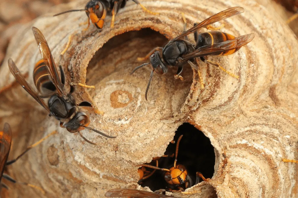 nido vespa velutina
