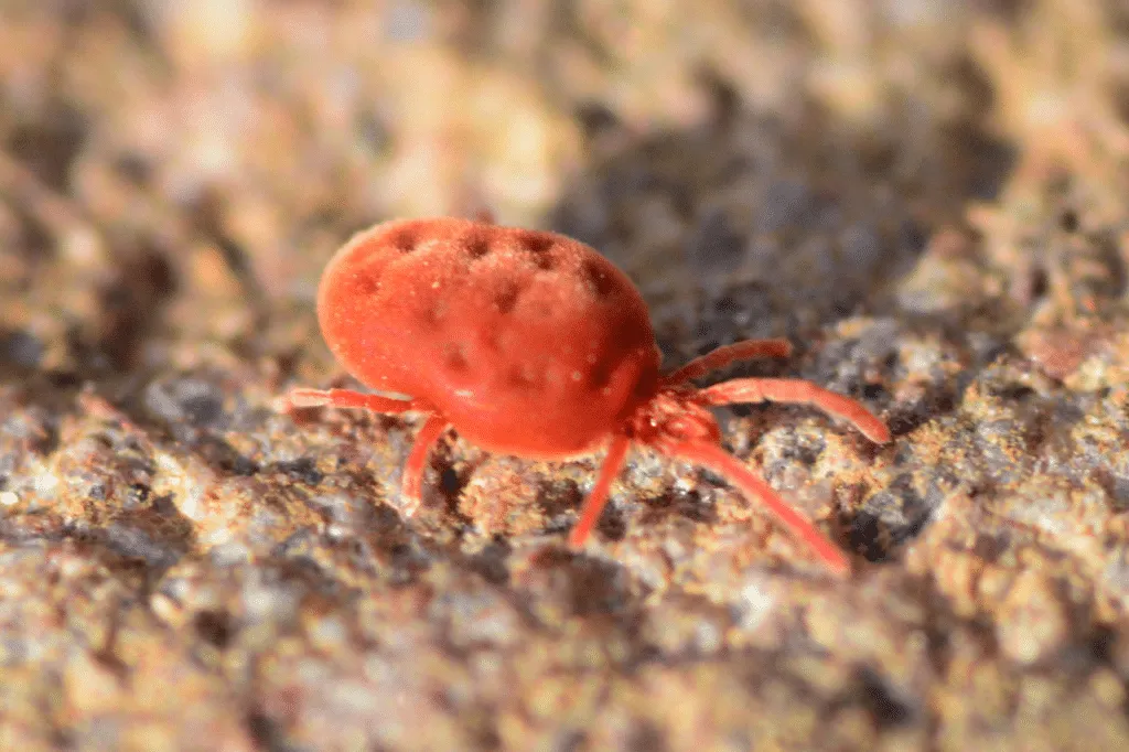 acaro rosso del pollo