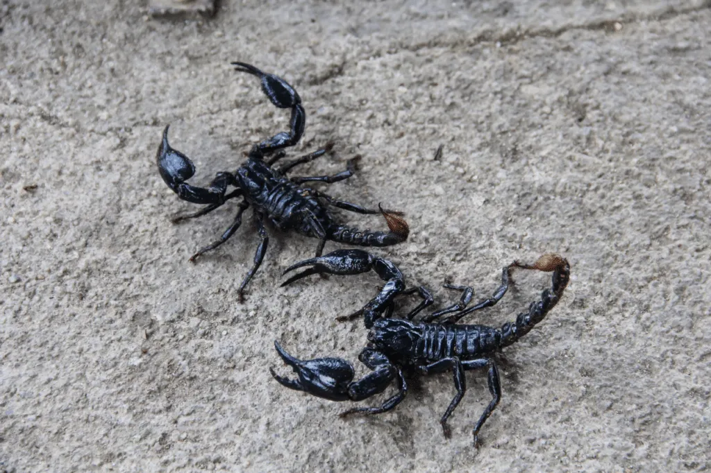 insetticida per scorpioni