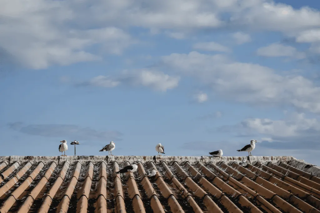 allontanare i gabbiani dal tetto