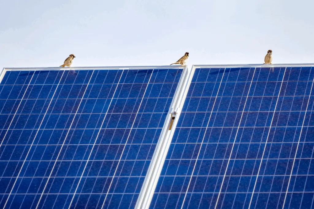 protezione per piccioni pannelli fotovoltaici