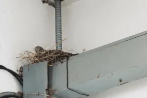 Come evitare che gli uccelli facciano il nido Come evitare che gli uccelli facciano il nido