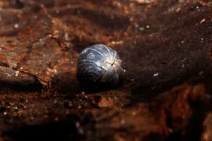 disinfestazione crostacei di terra disinfestazione crostacei di terra