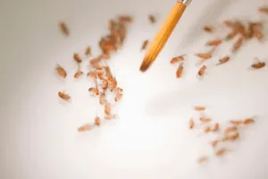 come eliminare moscerini in casa