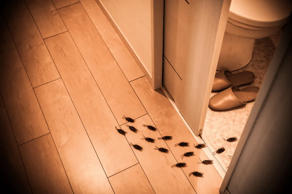 Diverse blatte che escono da un bagno