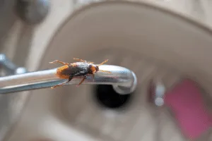 fuochisti insetti fuochisti insetti