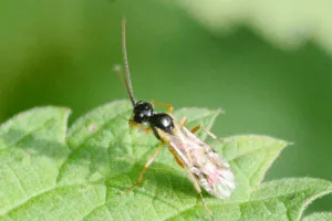 imenotteri