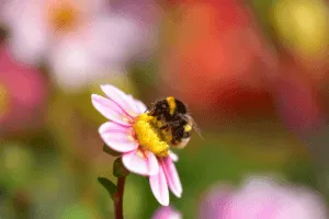 insetti primaverili come eliminarli insetti primaverili come eliminarli