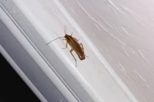 segnali nascosti di infestazione da scarafaggi segnali nascosti di infestazione da scarafaggi
