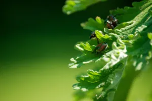 trappola popillia japonica trappola popillia japonica