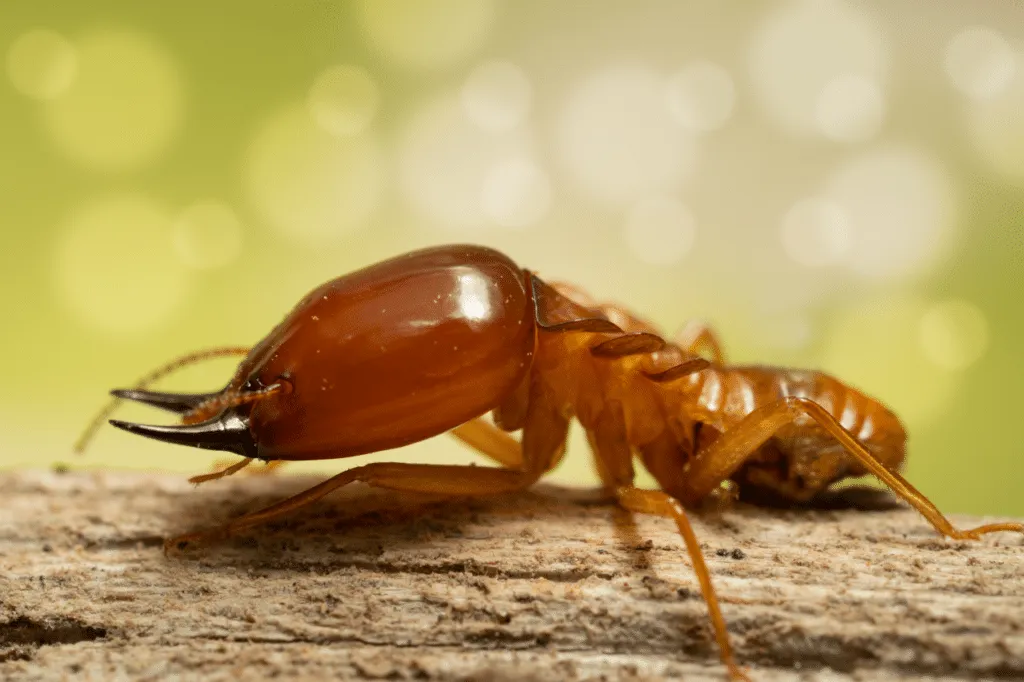 Esemplare di termite visto da vicino