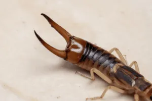 animale forbice