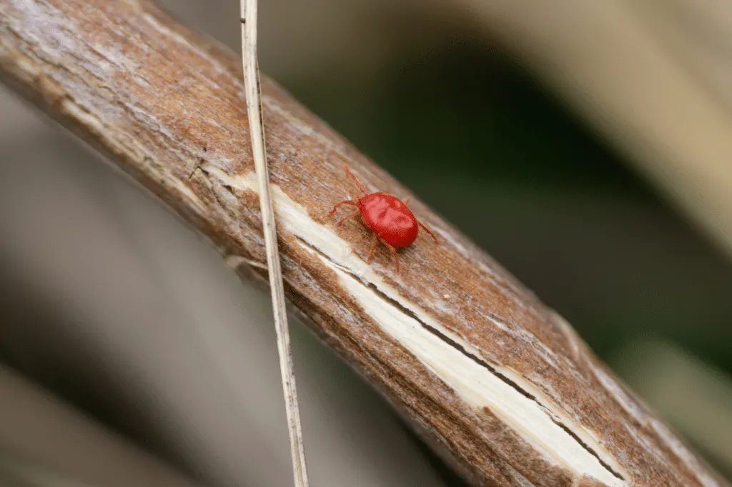 acaro rosso dei polli
