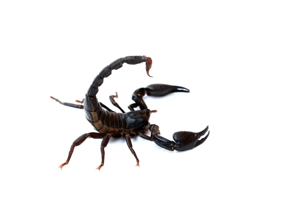 scorpione animale come eliminarli
