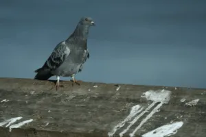 spaventa uccelli